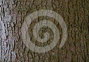 Tree bark texture of Picea abies or European spruce with beautiful rough pattern