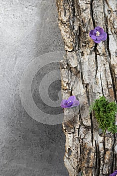 Tree bark texture with purple flowers and moss. Copyspace