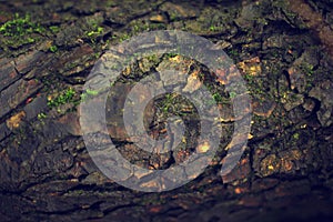 Tree bark texture after rain organic background