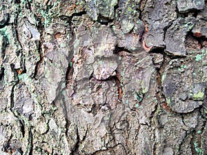 Tree bark texture, suitable for background