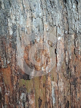 Tree bark texture, textured background wallpaper.