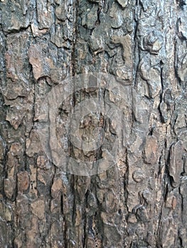 Tree bark texture, textured background wallpaper.