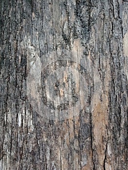 Tree bark texture, textured background wallpaper.