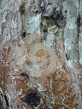 Tree bark texture, textured background wallpaper.