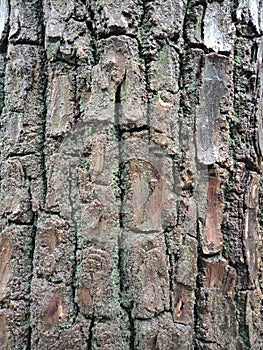 Tree bark texture, textured background wallpaper.