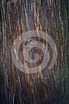 Tree bark texture. Tree trunk. Old wooden background. Trunk detail.