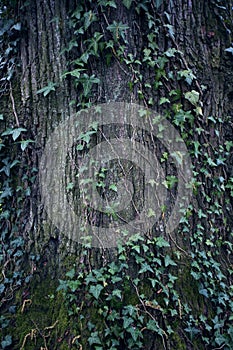 Tree bark texture. Tree trunk. Old wooden background. Trunk detail.