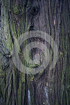 Tree bark texture. Tree trunk. Old wooden background. Trunk detail.