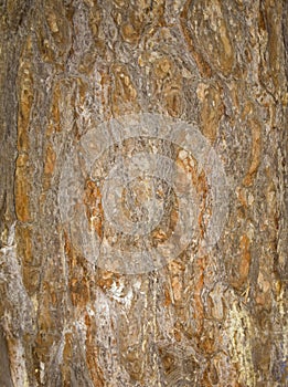 Tree bark texture. trunk of fir tree background.