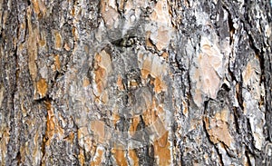 Tree bark texture. trunk of fir tree background.