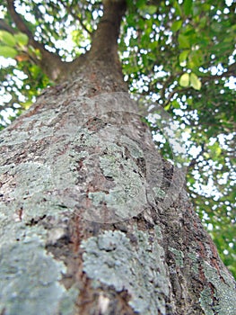 tree bark texture from under view