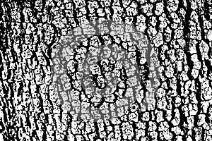 tree bark texture vector background