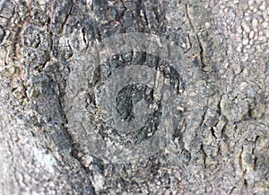 Tree bark texture wallpaper. Seamless tree bark background. The bark of a large tree