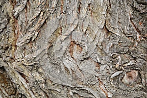 Tree bark texture, white willow (Salix alba) bark