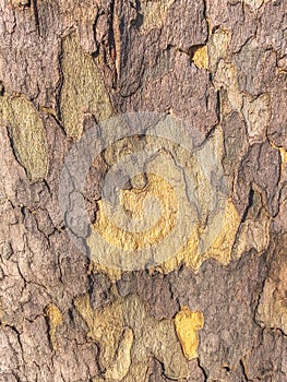 Tree bark