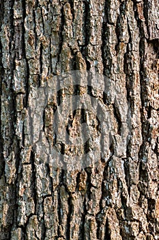 Tree bark texture wood closeup oak treebark dry forest woods textures trees close up macro dry trunk abstract background branch