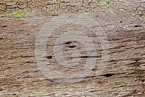 Tree bark texture woodbackground