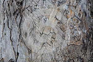 Tree bark texture woodbackground