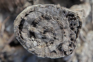 Tree bark texture woodbackground