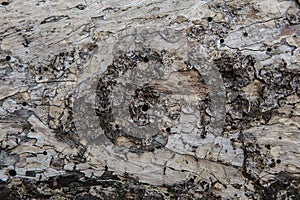 Tree bark texture woodbackground