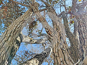 Tree bark textured against blue sky