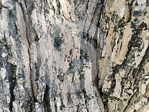 Tree bark textured against blue sky
