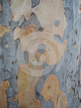 Tree Bark Textured Pattern Background