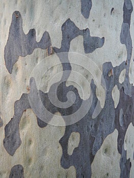Tree Bark Textured Pattern Background