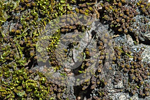 Tree bark with tiny moss
