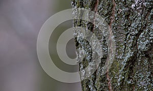 Tree bark on the trunk is covered by lichens. Forest background