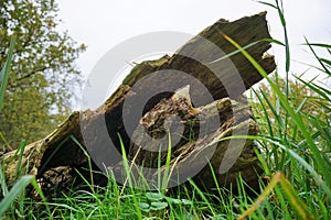 Tree bark, trunk fallen over by the wind. Blown over in the autumn season with stormy weather. Digesting compost.