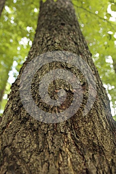 tree bark trunk in greenery