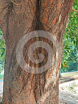 Tree bark,trunk of tamarind tree,roots of tropical lianas texture ,parasitic vines,mycelium mycelial cords on tree stump