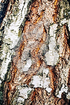 Tree bark on trunk texture closeup