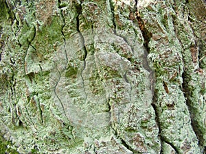 Texture of tree bark, very old oak with green moss.