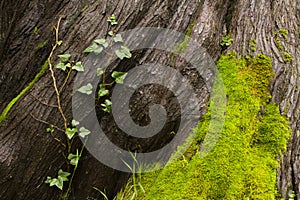 Tree Bark, a Vine and Moss