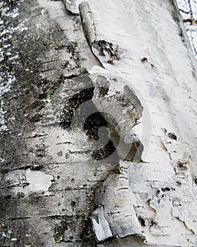 Tree Bark White Birch Texture CloseUP