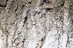 Tree bark in whitewash.
