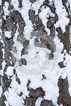 Tree bark in the winter season