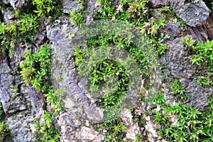 Tree bark. Wood moss.