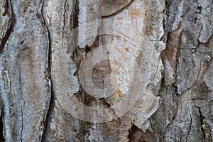 Tree bark. Wood moss.