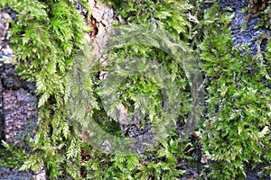 Tree bark. Wood moss.