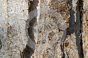 Tree bark. Wood moss.
