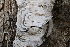 Tree bark. Wood moss.
