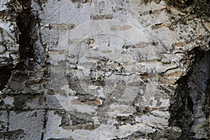 Tree bark. Wood moss.