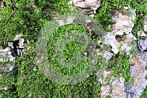 Tree bark. Wood moss.