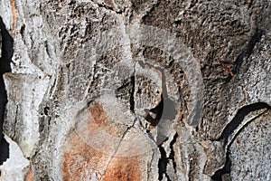 Tree bark. Wood moss.