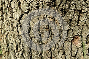 Tree bark. Wood moss.