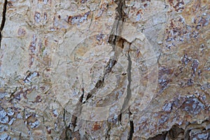 Tree bark. Wood moss.