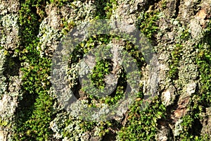 Tree bark. Wood moss.